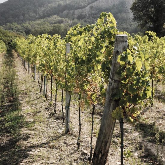 Vigneti Vigneti